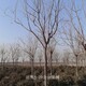 10公分欒樹圖