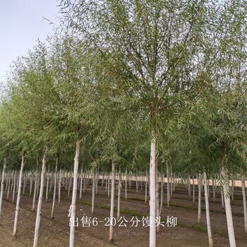 13公分饅頭柳批發,景觀價值高