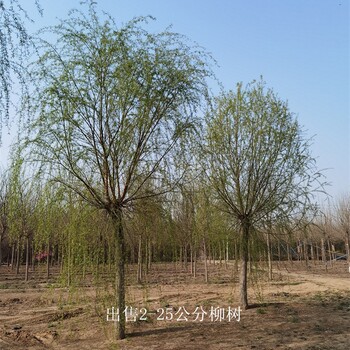 甘肃兰州柳树供应,西湖垂柳