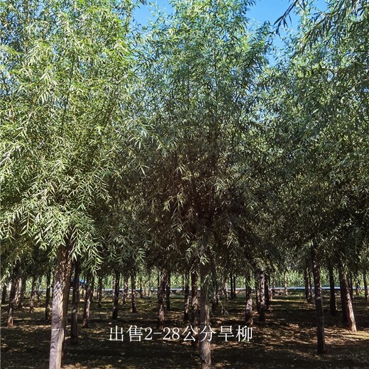 新疆巴音郭楞旱柳,青皮柳