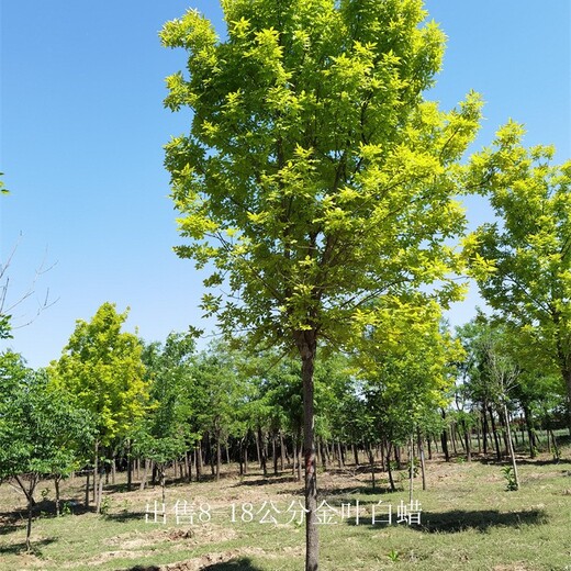 新疆巴音郭楞金葉白蠟產地,叢生黃蠟