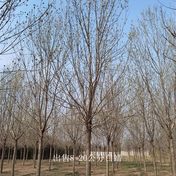 14公分白蠟產(chǎn)地,景觀苗木