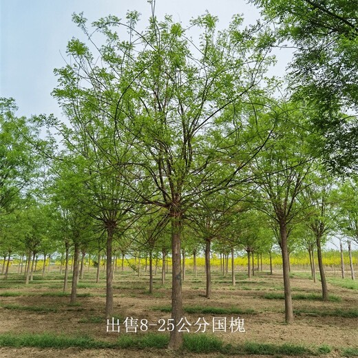 新疆圖木舒克國槐基地,金枝國槐