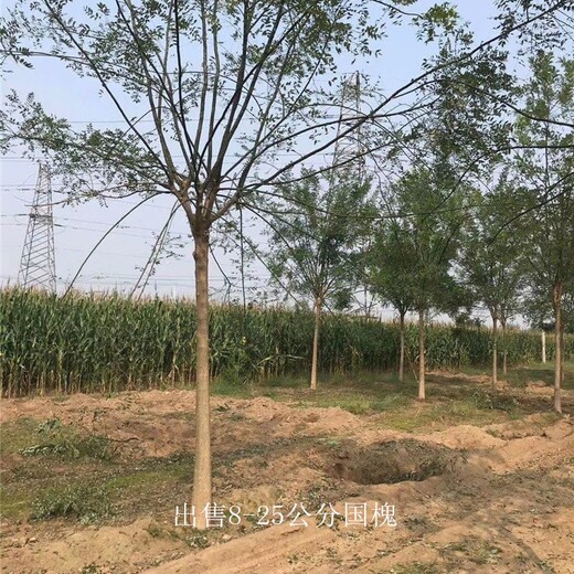 基地出售-世澤園林-可視頻選樹-12公分國槐