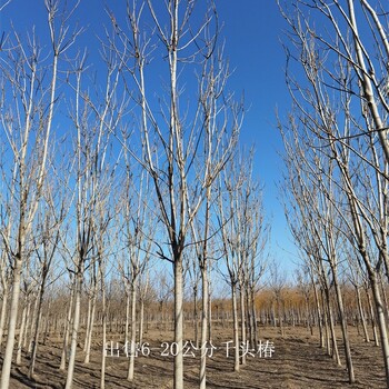 湖北神农架千头椿产地,红叶椿