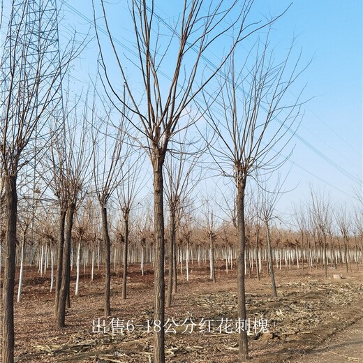 紅花刺槐樹(shù)苗,紅花槐樹(shù)