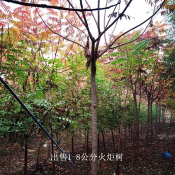 陜西銅川火炬樹基地,高存活率