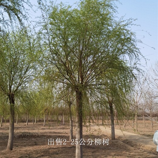 河南信陽柳樹基地,西湖垂柳