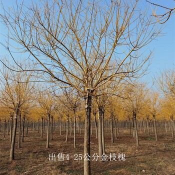 世澤園林-苗木花卉-6公分金枝槐基地-帶球直發(fā)
