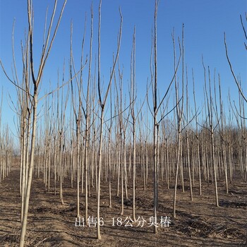 世泽园林,14公分臭椿,根系发达,植株健壮