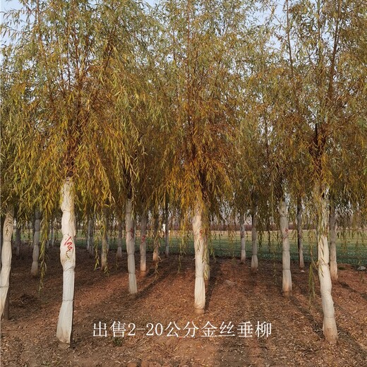 云南金絲垂柳價格,黃金柳