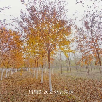 山西陽泉五角楓報價,叢生五角楓