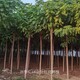 內(nèi)蒙古紅花刺槐圖