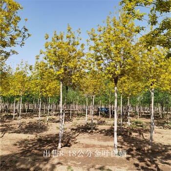 世澤園林-金葉白蠟供應(yīng)-分枝點(diǎn)一致-觀賞性強(qiáng)