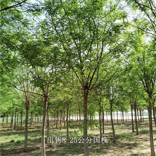 新疆博爾塔拉國槐基地,金枝國槐