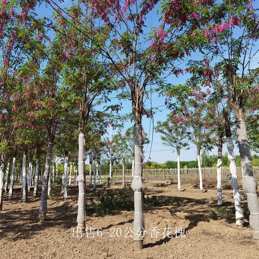 新疆石河子香花槐,紅花槐