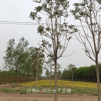 世澤園林-基地加農戶-千頭椿種植-適應性強-質量好