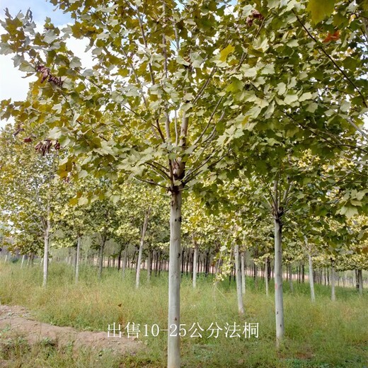 世澤園林-風景樹基地-法桐-枝多葉密-逐株選苗