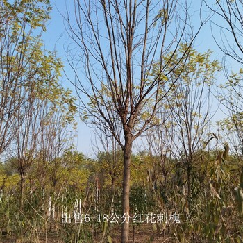 湖北襄陽紅花刺槐