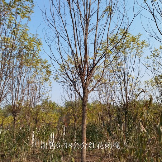 湖南邵陽紅花刺槐,紅花槐樹