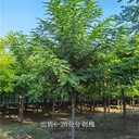 重慶長(zhǎng)壽刺槐出售,洋槐樹