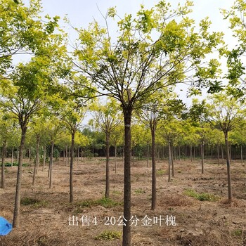 河南濮陽金葉槐產地,國槐樹