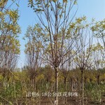 世泽园林-城市行道树-12公分红花刺槐-园林植物