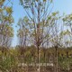內(nèi)蒙古紅花刺槐圖