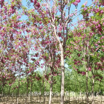 云南怒江香花槐报价