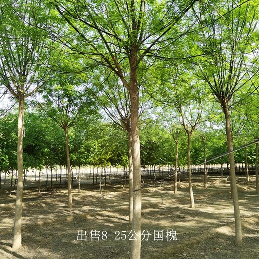 陜西安康國(guó)槐基地,金枝國(guó)槐