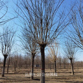 批發(fā)基地-世澤園林-枝繁葉茂-10公分國槐