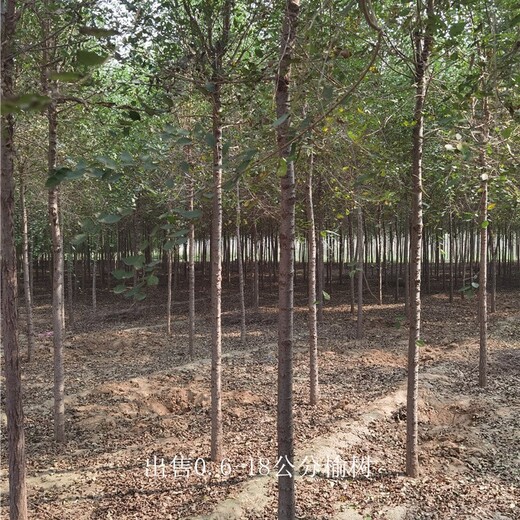 新疆吐魯番榆樹批發(fā),規(guī)格全