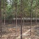 榆樹榆樹圖