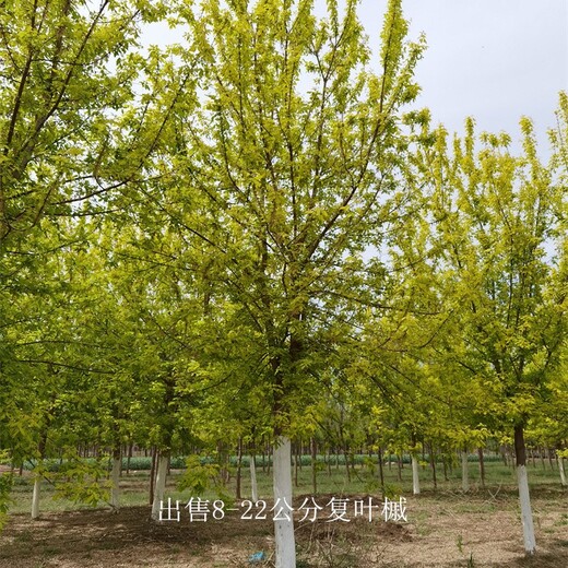甘肅白銀復(fù)葉槭報(bào)價(jià),金葉復(fù)葉槭