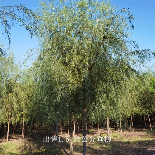 福建泉州13公分垂柳批發