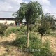 龍爪槐圖