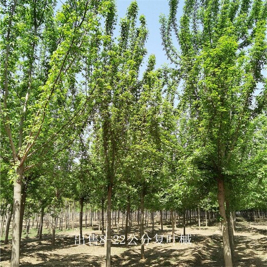 內(nèi)蒙古呼倫貝爾復葉槭批發(fā),金葉復葉槭