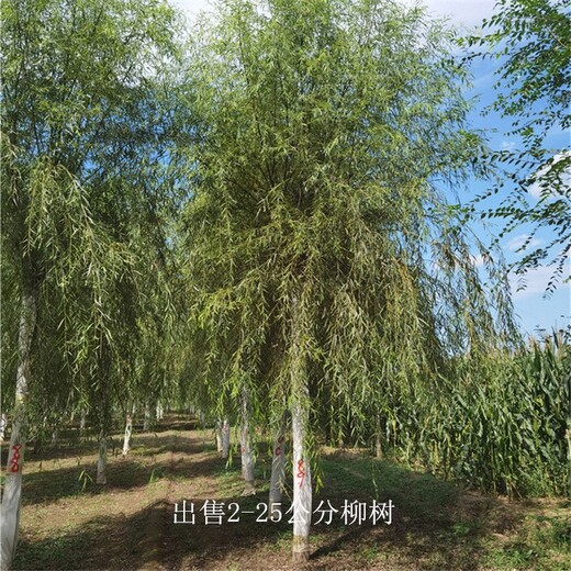 新疆雙河柳樹產(chǎn)地