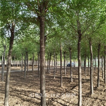 世澤園林-苗圃基地-9公分榆樹-緩苗快-土球發貨