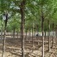 榆樹基地圖