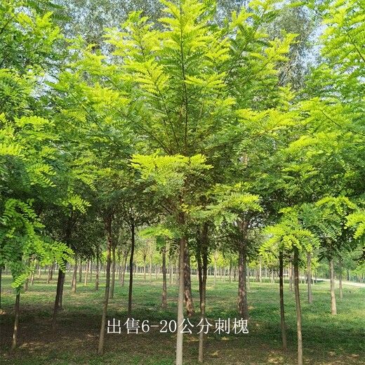 甘肅定西刺槐出售,洋槐樹