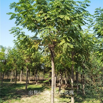 湖北鄂州香花槐出售,質量優良
