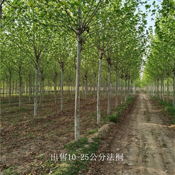 新疆吐魯番法桐產地,好養易活