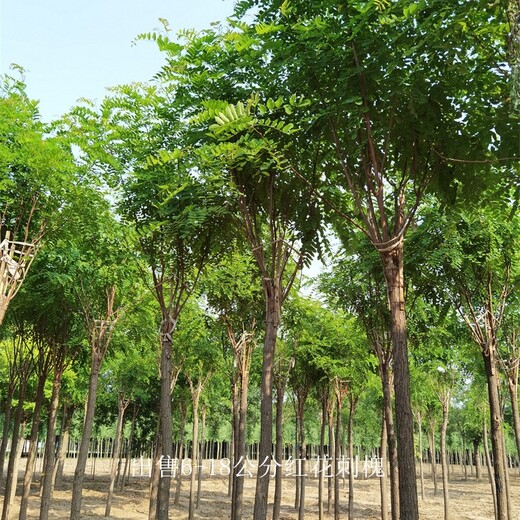 种植基地-世泽园林-可视频选树-12公分红花刺槐