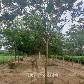批發(fā)基地-世澤園林-枝繁葉茂-10公分國槐