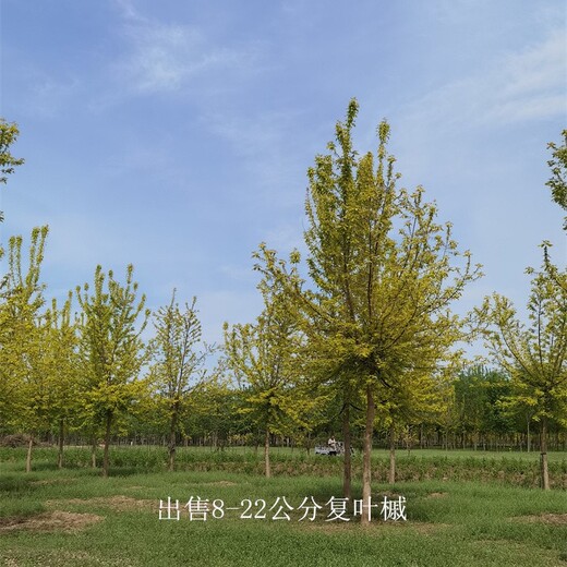 新疆阿拉爾復葉槭,金葉復葉槭