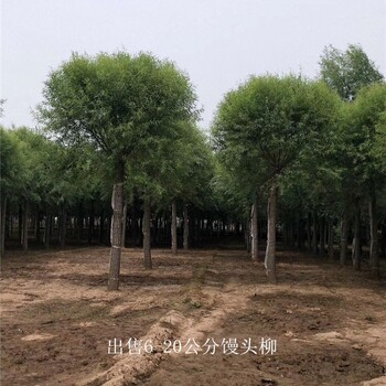重慶酉陽(yáng)饅頭柳樹(shù)苗,景觀價(jià)值高