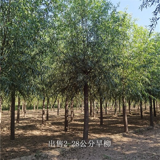 8公分旱柳樹,規(guī)格全