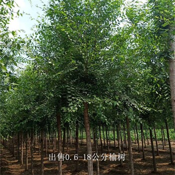 6公分榆樹出售,白榆