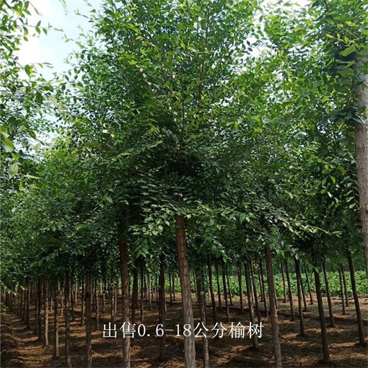 新疆五家渠榆樹基地,白榆